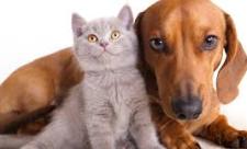 February 20 is 'Love Your Pet Day'. What pets in your life will you be loving on this day?